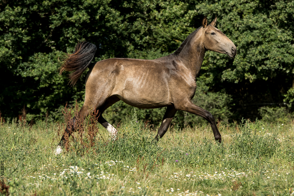 Elevage du Parc 20200721-0816