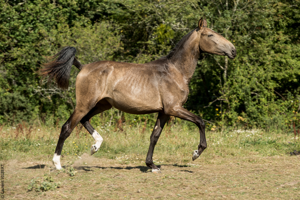Elevage du Parc 20200721-0819