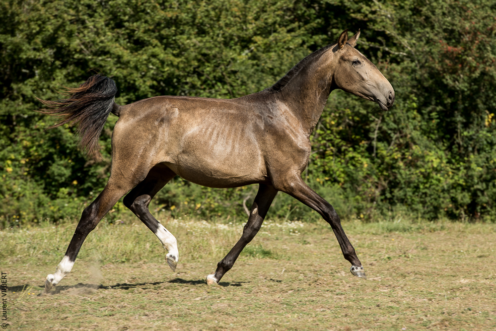 Elevage du Parc 20200721-0820