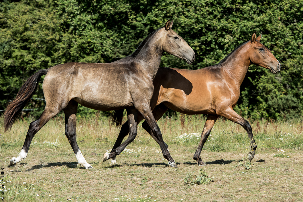 Elevage du Parc 20200721-0832