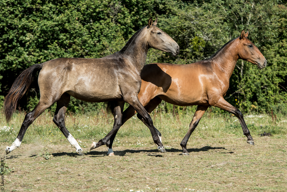 Elevage du Parc 20200721-0833