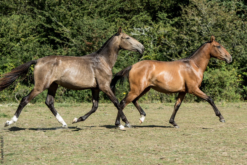 Elevage du Parc 20200721-0836