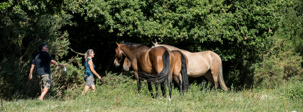 Elevage du Parc 20200721-0850