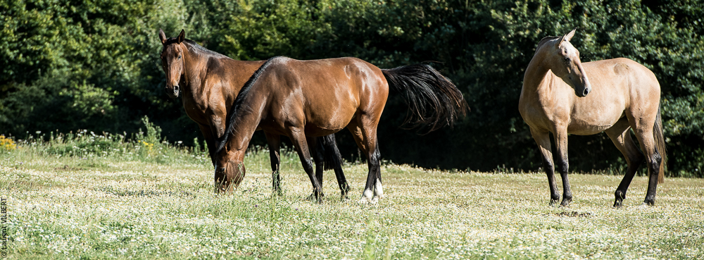Elevage du Parc 20200721-0879