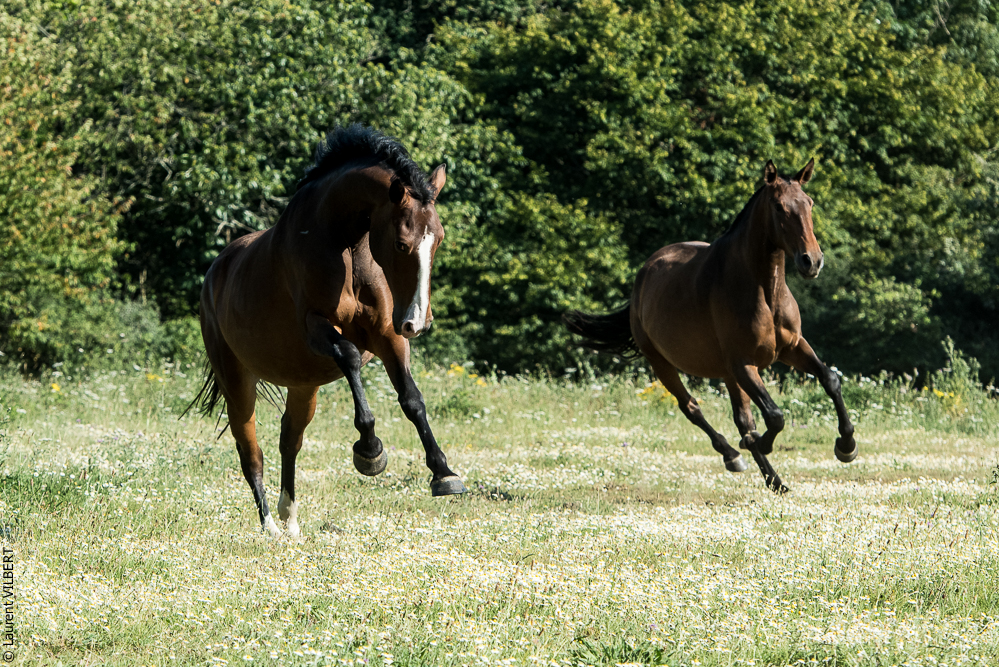Elevage du Parc 20200721-0892