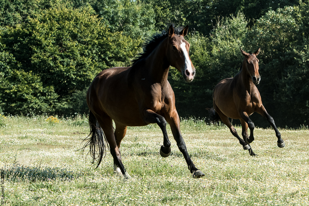 Elevage du Parc 20200721-0896