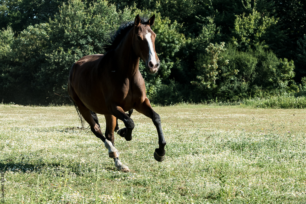 Elevage du Parc 20200721-0899