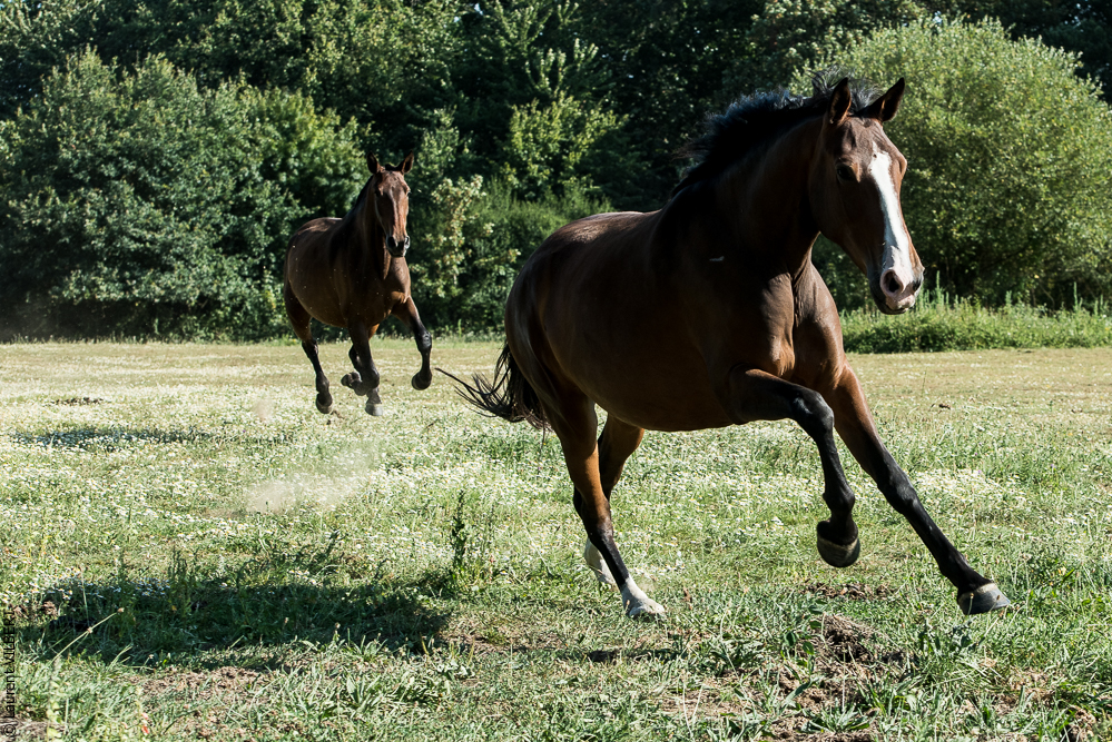 Elevage du Parc 20200721-0901