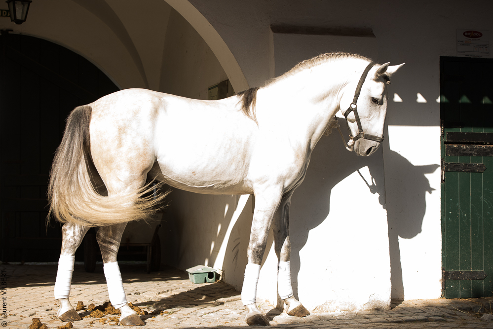 Francisco 20181116-024