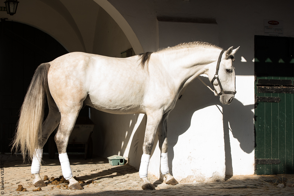 Francisco 20181116-026