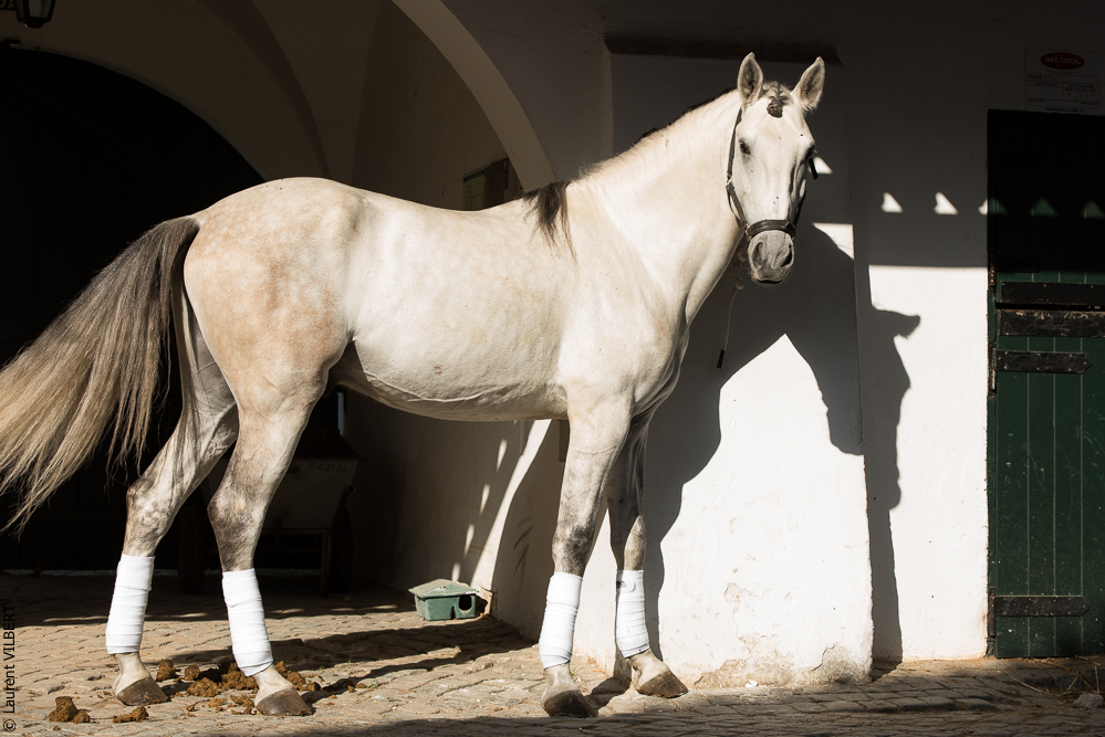 Francisco 20181116-029