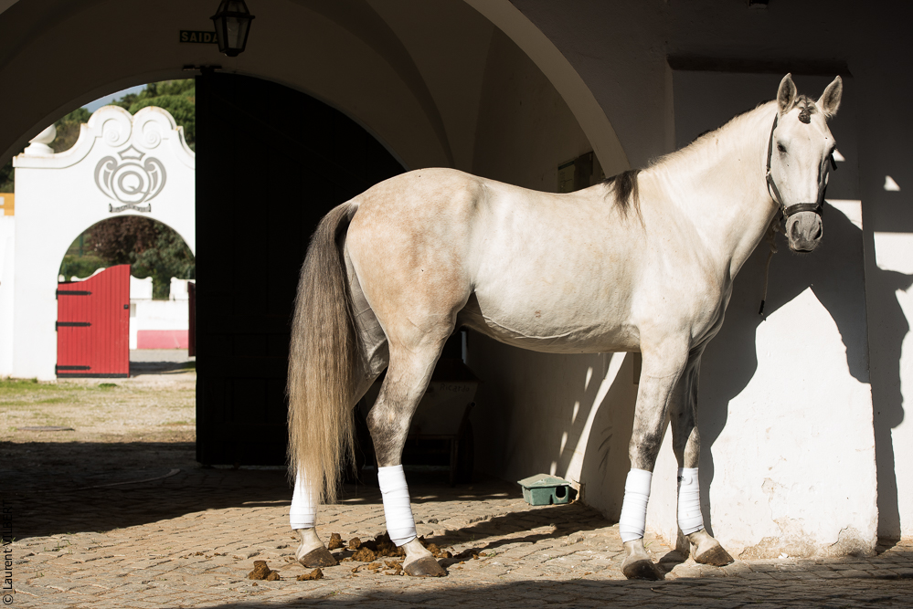 Francisco 20181116-033