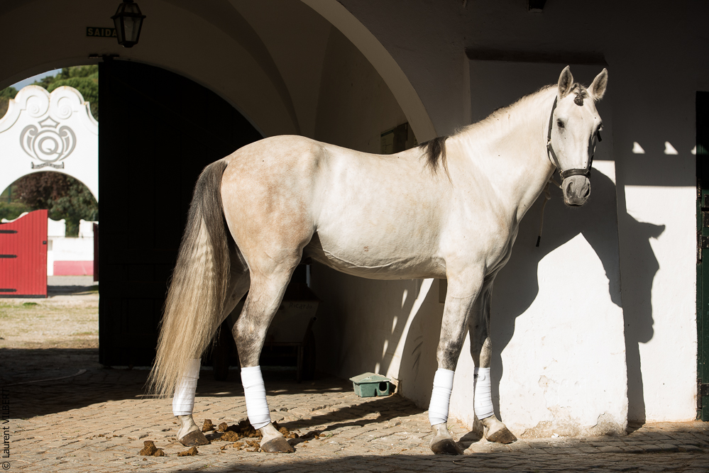 Francisco 20181116-036