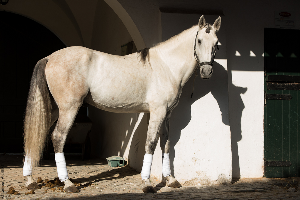 Francisco 20181116-037