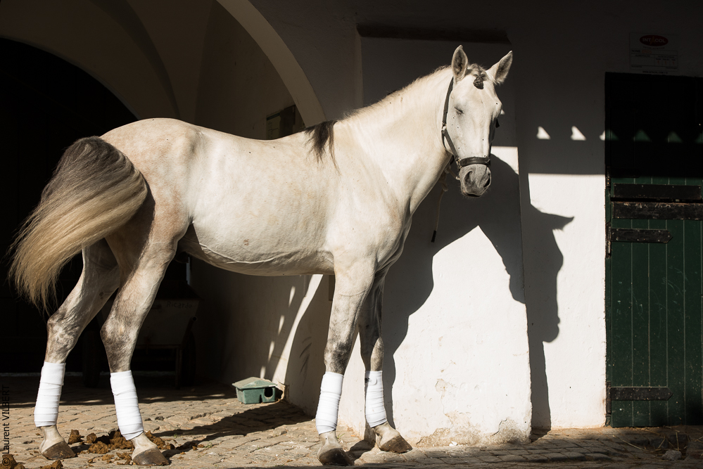 Francisco 20181116-038