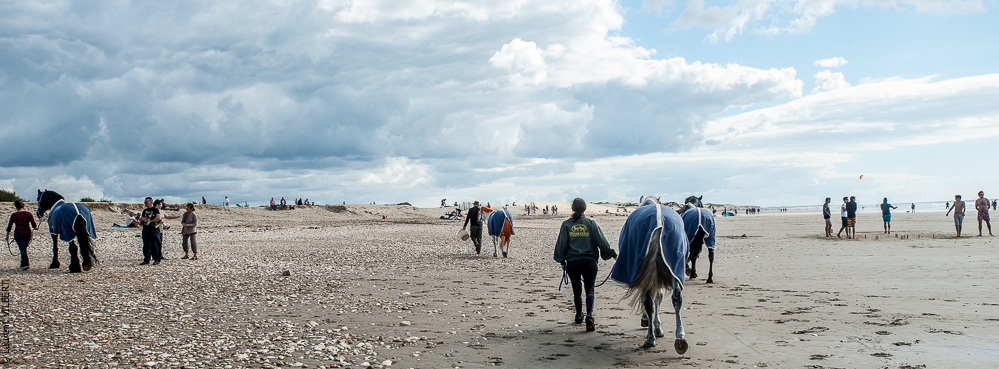 Cheval Bavard 20121006-0095