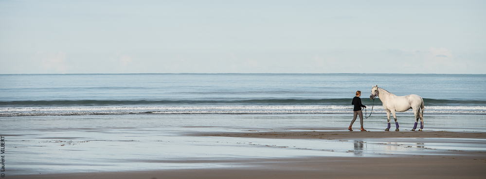 Cheval Bavard 20131006-0181