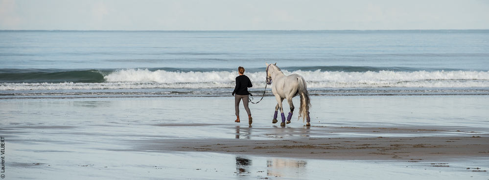 Cheval Bavard 20131006-0192