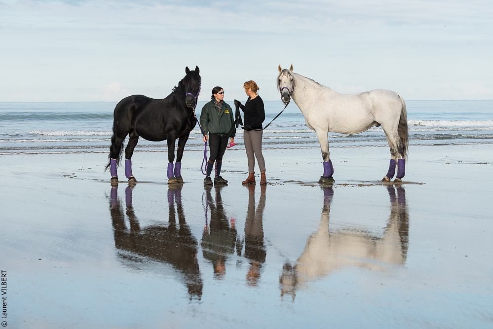 Cheval Bavard 20131006-0209