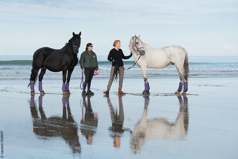 Cheval Bavard 20131006-0215
