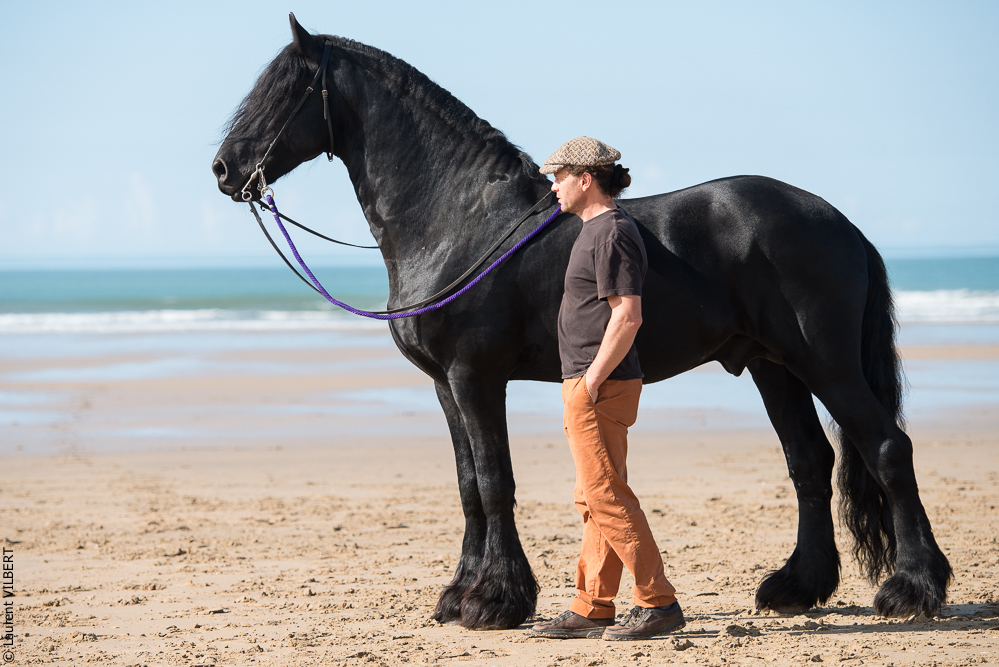 Cheval Bavard 20131006-0867