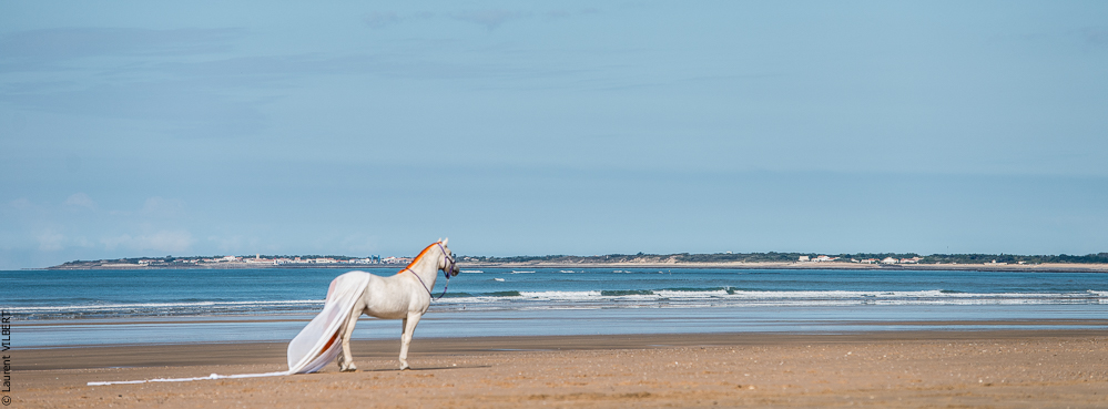Cheval Bavard 20131006-1002