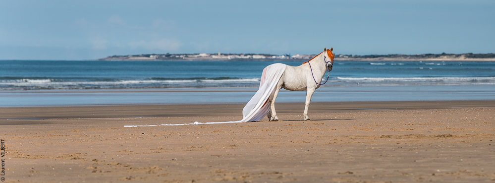 Cheval Bavard 20131006-1006