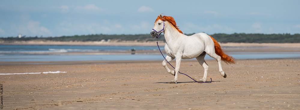 Cheval Bavard 20131006-1025