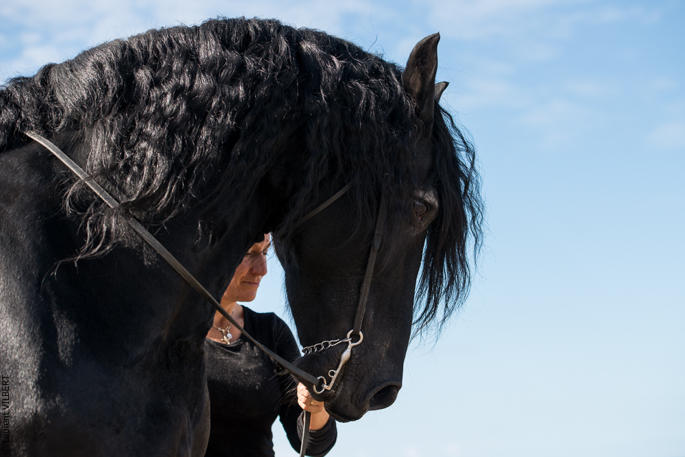 Cheval Bavard 20131006-1045