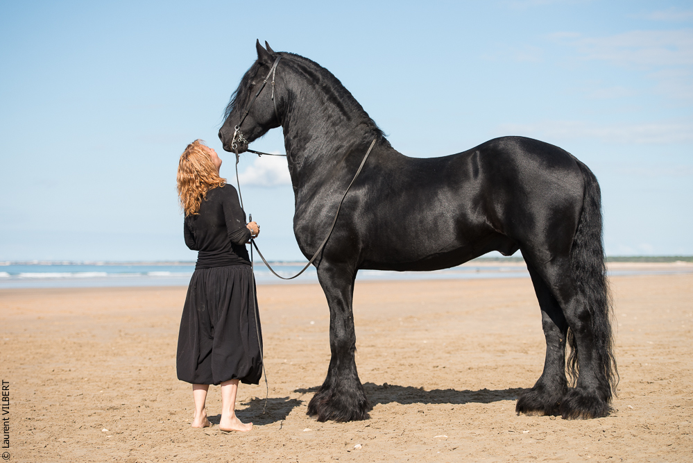 Cheval Bavard 20131006-1118