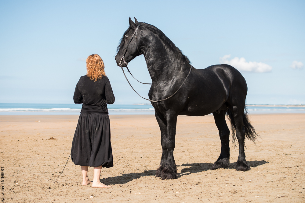 Cheval Bavard 20131006-1128