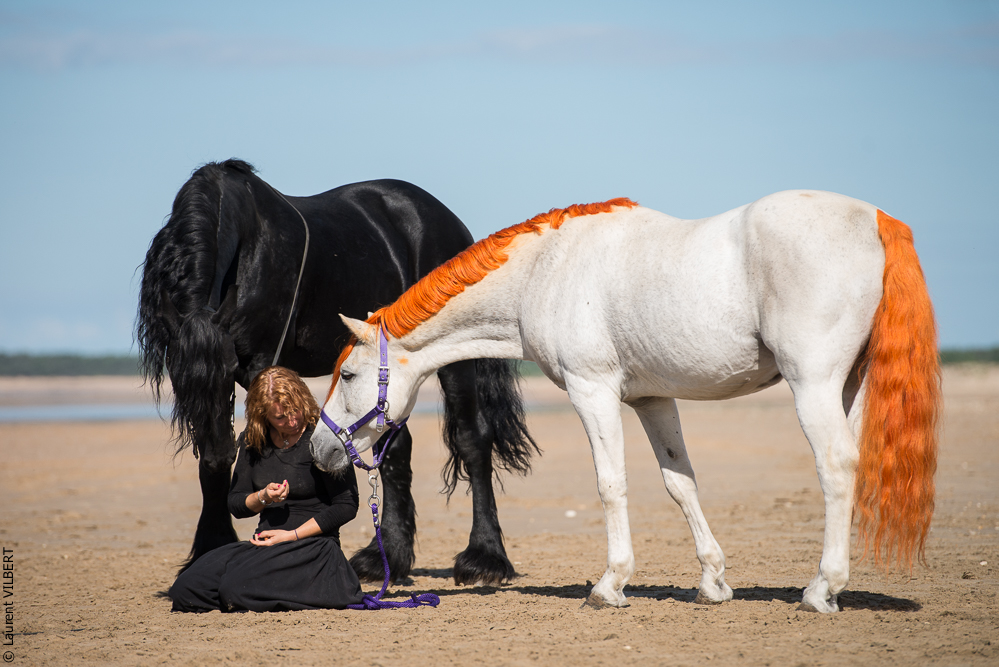 Cheval Bavard 20131006-1183