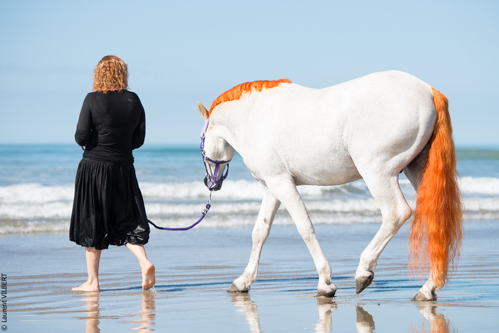 Cheval Bavard 20131006-1291
