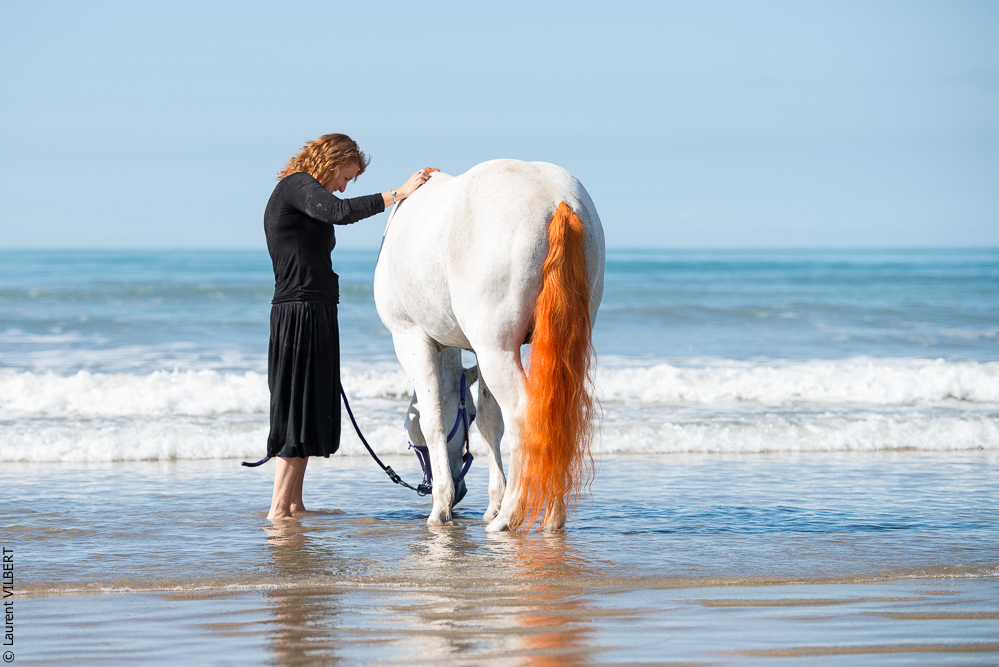 Cheval Bavard 20131006-1322