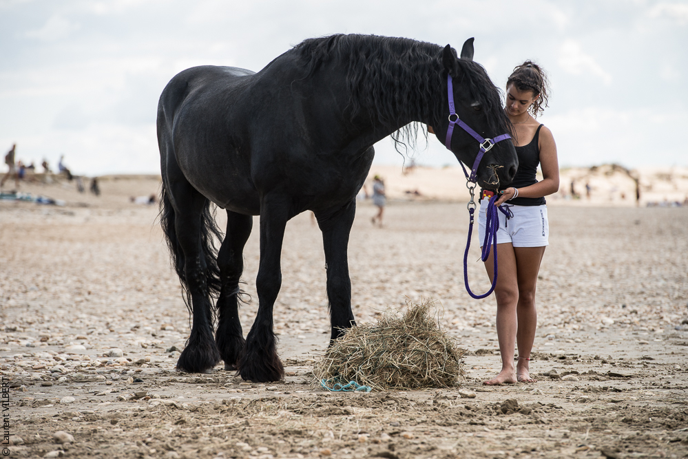 Cheval Bavard 20131006-1509