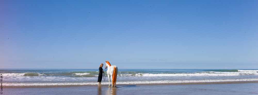 Cheval Bavard 20131007-2198