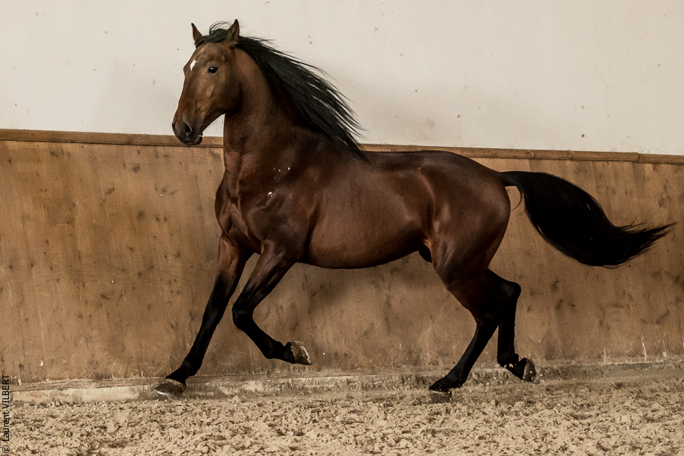 Gari Zoher20190121-013