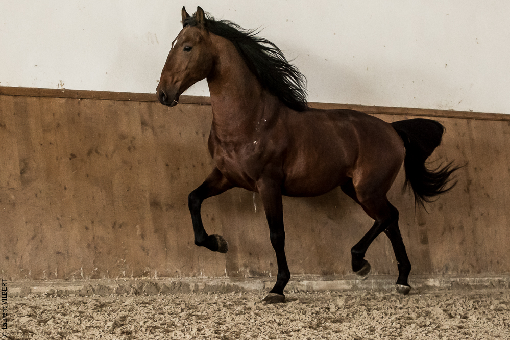 Gari Zoher20190121-014