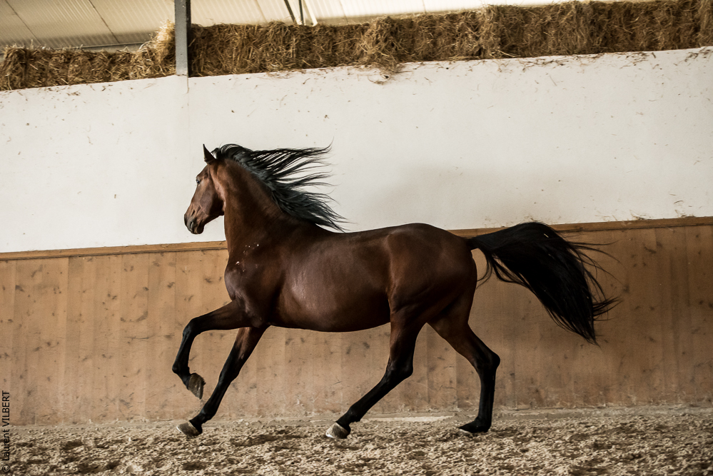 Gari Zoher20190121-018