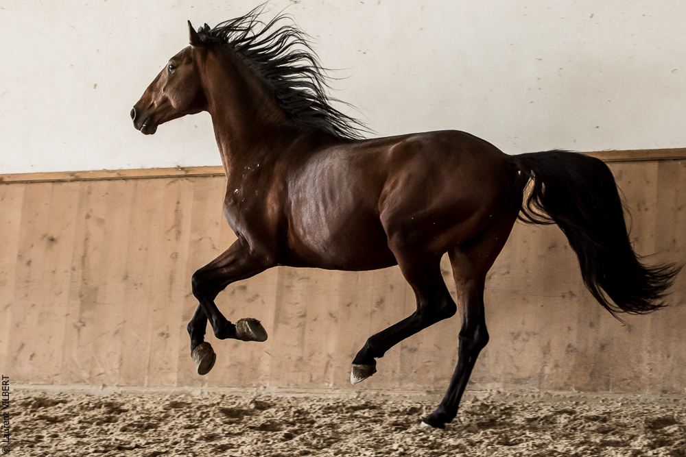 Gari Zoher20190121-019