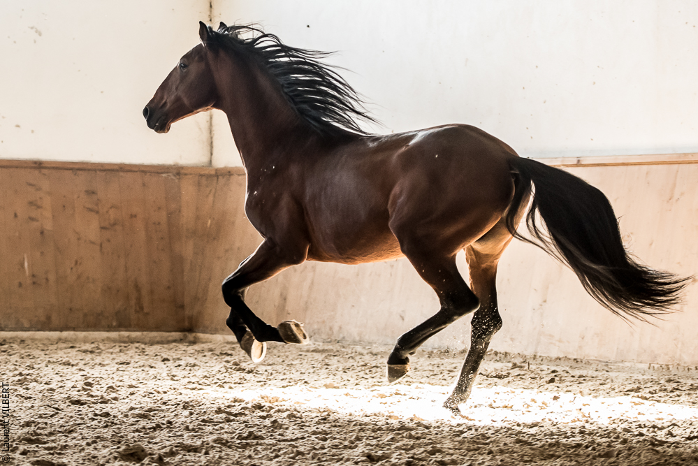 Gari Zoher20190121-022