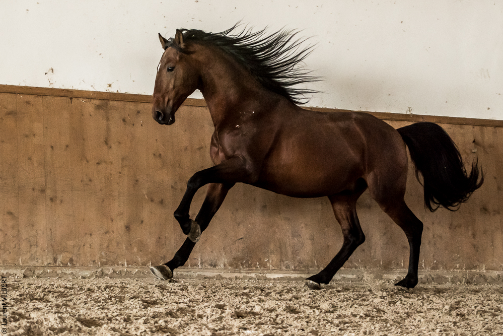 Gari Zoher20190121-031