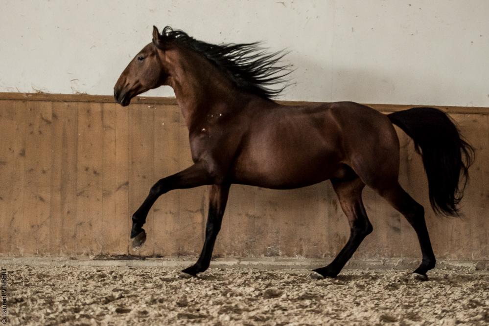 Gari Zoher20190121-032