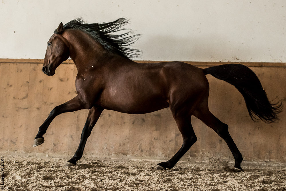 Gari Zoher20190121-033