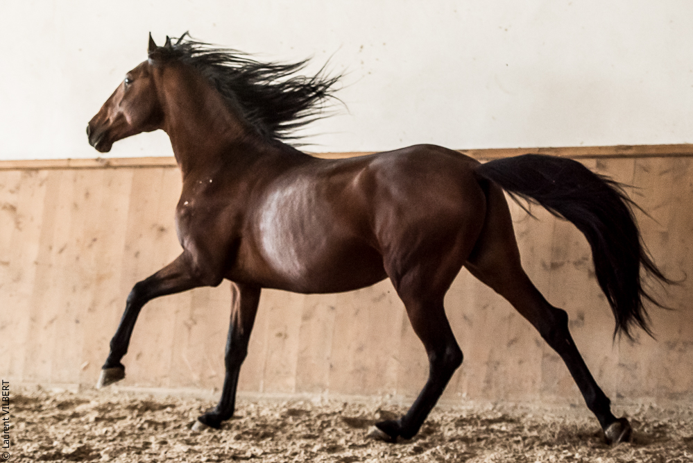 Gari Zoher20190121-034