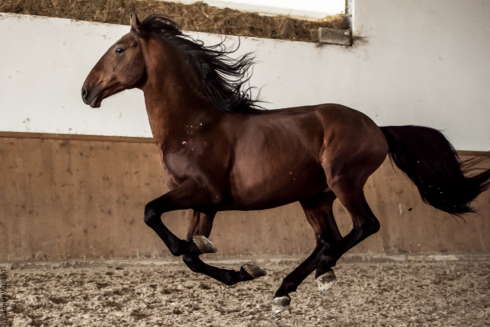 Gari Zoher20190121-046