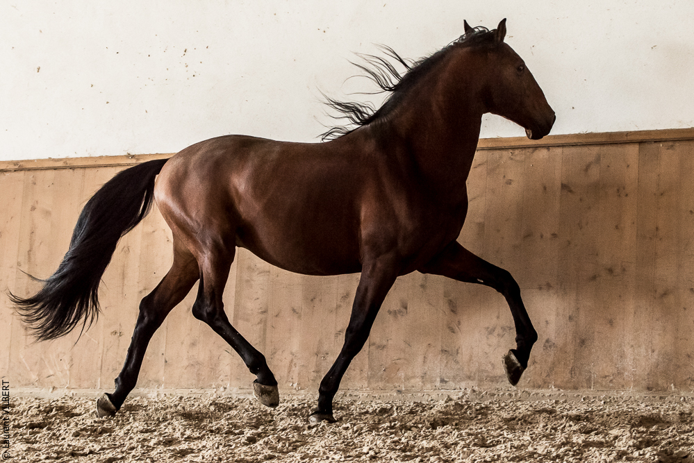 Gari Zoher20190121-054