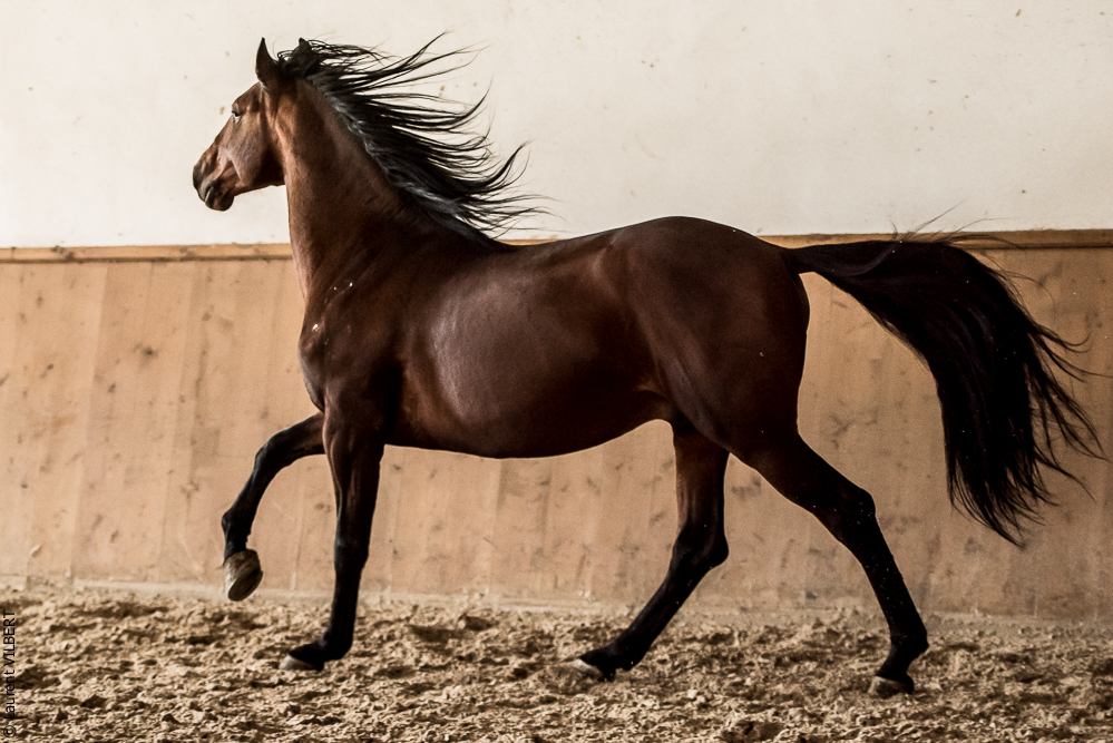 Gari Zoher20190121-059