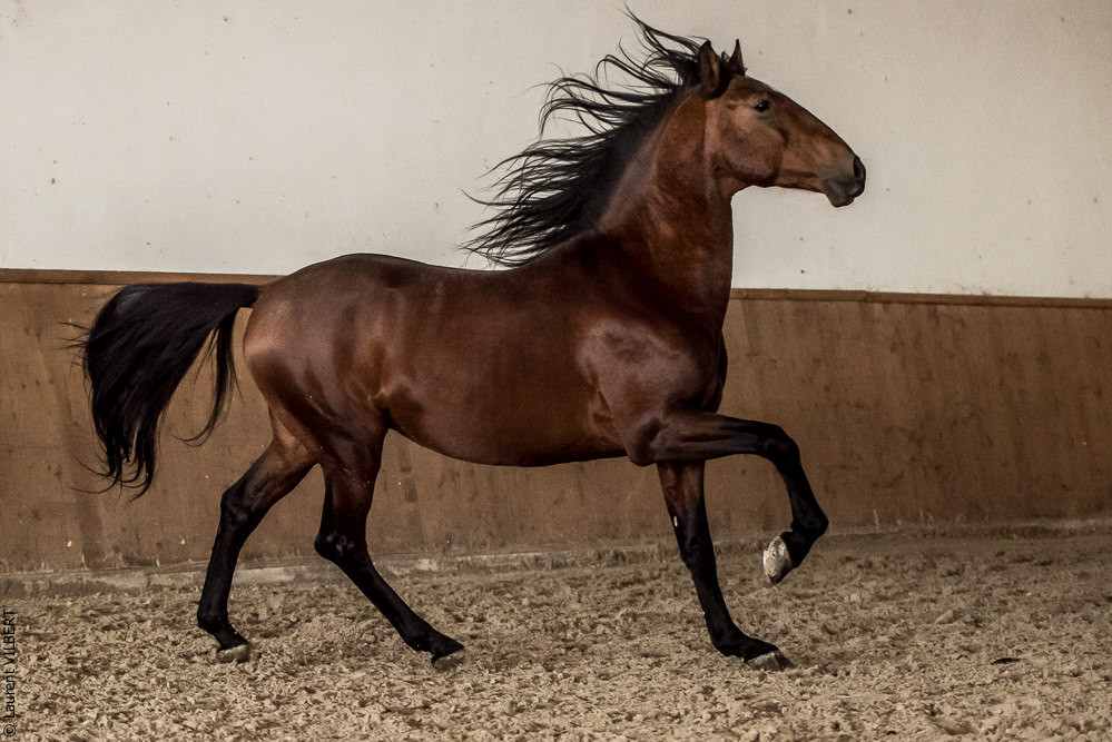 Gari Zoher20190121-070