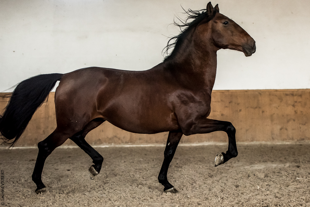 Gari Zoher20190121-074